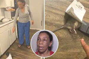 ratas infestación plaga departamentos iris dayana perales san antonio texas