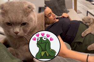 Así reaccionó un gato al sentir las patadas de un bebé que sigue en el vientre de su madre.
