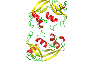 Protein.png