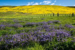 Exploring Carrizo Plain National Monument