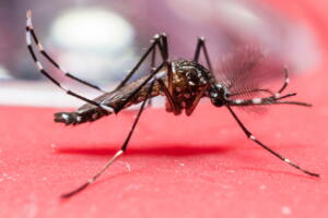 Entenda como é o processo de transmissão do mosquito