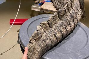 cocodrilo/coco 5.jpeg