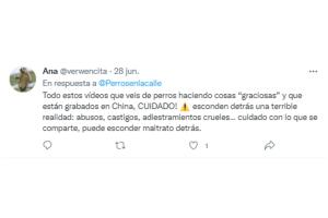 Perrito ayuda a estacionar carros: reacciones