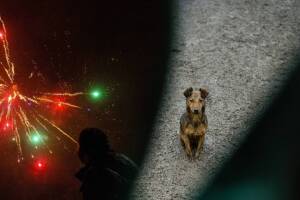 Consejos para ayudar a encontrar tu mascota perdida en Arizona