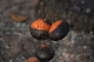 Incendios en el norte de California (octubre 2017)