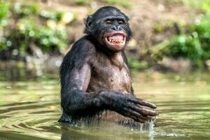 chimpances-politica1.jpg