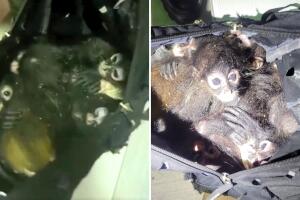 monos araña mochila Fort Brown Brownsville Texas