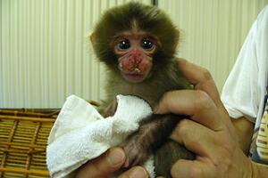 Punch no ha sido el único en crecer abrazando un peluche: la historia de Otome, el mono criado artificialmente