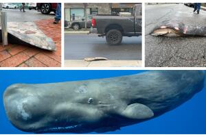 Fotos de restos de una ballena cachalote descubiertos en calles de Queens se hacen virales