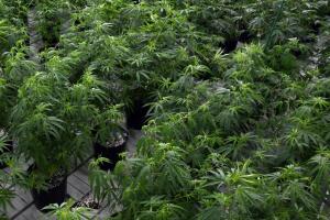 Lo que se sabe sobre la legalización de la venta y consumo de marihuana en Maryland. 