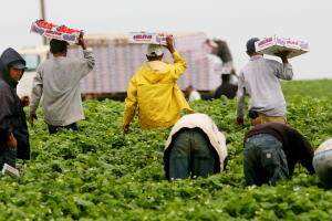 Immigrant Laborers Harvest California's Produce