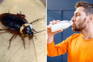 Leche de cucaracha: el suplemento que se está convirtiendo en el superalimento del futuro