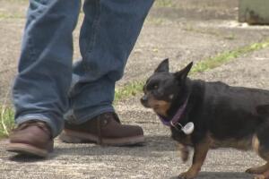 Crimen odio/mascota.jpg