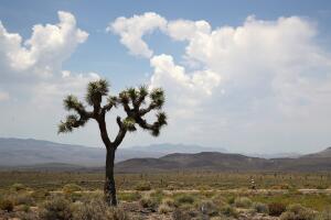 STYR Labs Badwater 135