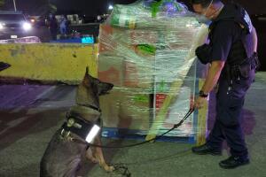 K9 and boxes.jpg