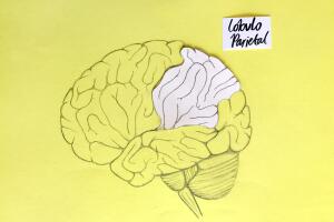 desarrollar el cerebro