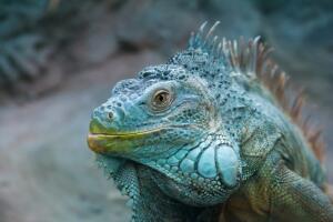 iguana-azul.jpg