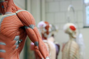 corpo-humano.jpg