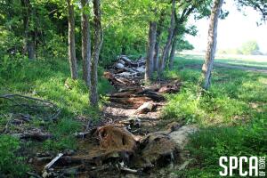 SPCA crueldad animal Texas