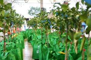 árboles gratis Parks and Recreation San Antonio Texas