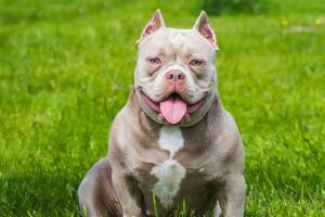 american_bully_.jpg