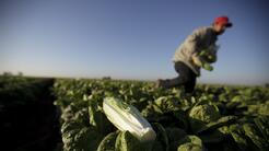 Alerta en EEUU por nuevo brote de E. coli en lechugas romanas