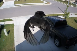 pajaro-vuelo_2.png