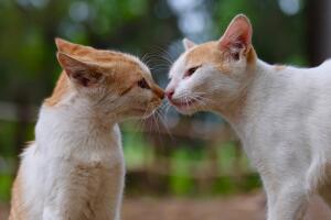 gatos_choque_de_nariz.jpg