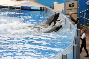 SeaWorld sigue enfrentando la tarea de ajustar sus prácticas de seguridad para garantizar un entorno laboral más seguro.