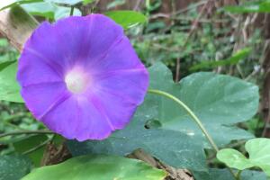 Vistazo a las flores silvestres que adornan la primavera texana