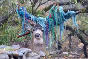 Venado.jpg