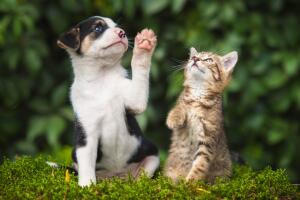Perro y gato