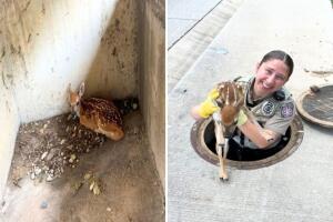 rescate ciervo cervatillo venado zanja drenaje leander texas