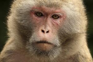 A rhesus macaque monkey look on as he dr