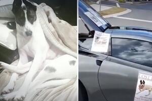 Marley, perrita perdida