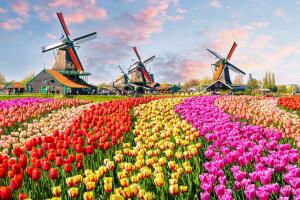 Amsterdã, cidade das tulipas