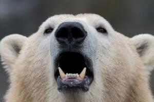 FEATURE-AUSTRIA-ANIMALS