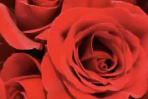 Thalía rosas.jpeg