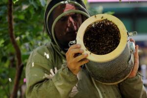 Beekeeper Andrew Cote dumps a large swarm of bees that he had removed from a building in Times Square to a new hive at Bryant Park in New York