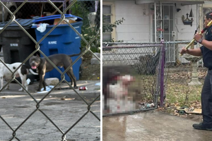 muerte-Ramón-Nájera-San-Antonio-ataque-perros-ACS