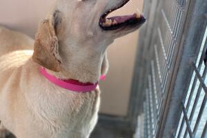 PERROS PR/perro 4.jpeg