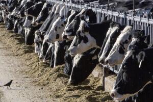 gripe aviar en vacas lecheras