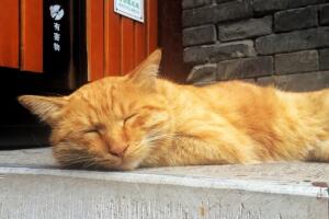 gatos-museo-peticion-2.jpg