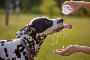 Te decimos cómo proteger a tu mascota de las altas temperaturas