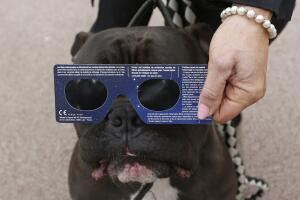 Perro con lentes para ver el eclipse