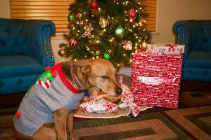 animales-que-odian-la-navidad2.jpg