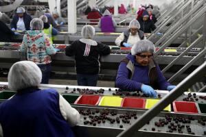 California's Sweet Cherry Harvest Expected To Be Less Than Half Of Last Year's Total, Due To Poor Weather Conditions