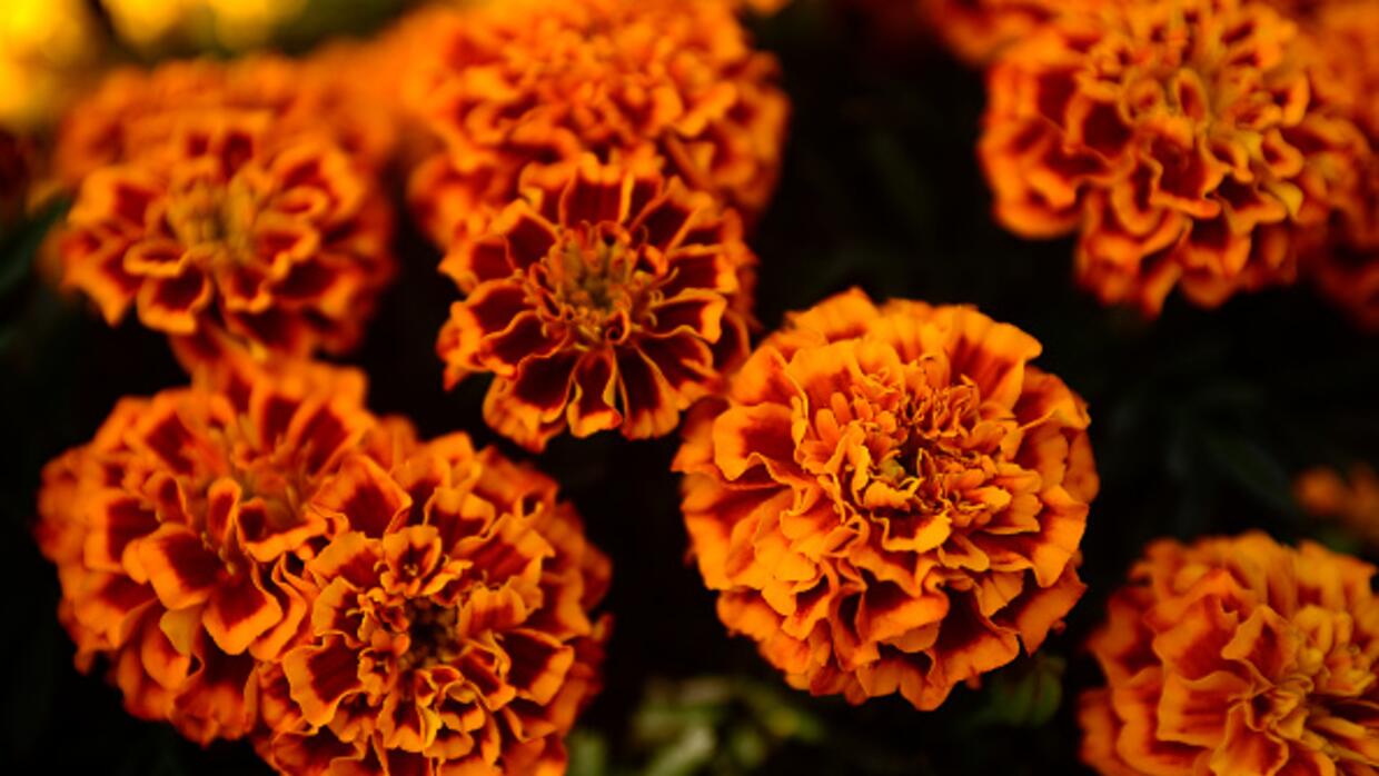 En fotos: el origen y las leyendas en torno a la flor de cempasúchil, planta representativa del Día de Muertos en México | Noticias Univision América Latina | Univision En fotos: el origen y las leyendas en torno a la flor de cempasúchil, planta representativa del Día de Muertos en México | Noticias Univision América Latina | Univision
