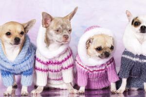 ropa-para-perros-2.jpg