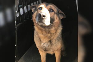 rudy, k9.jpg